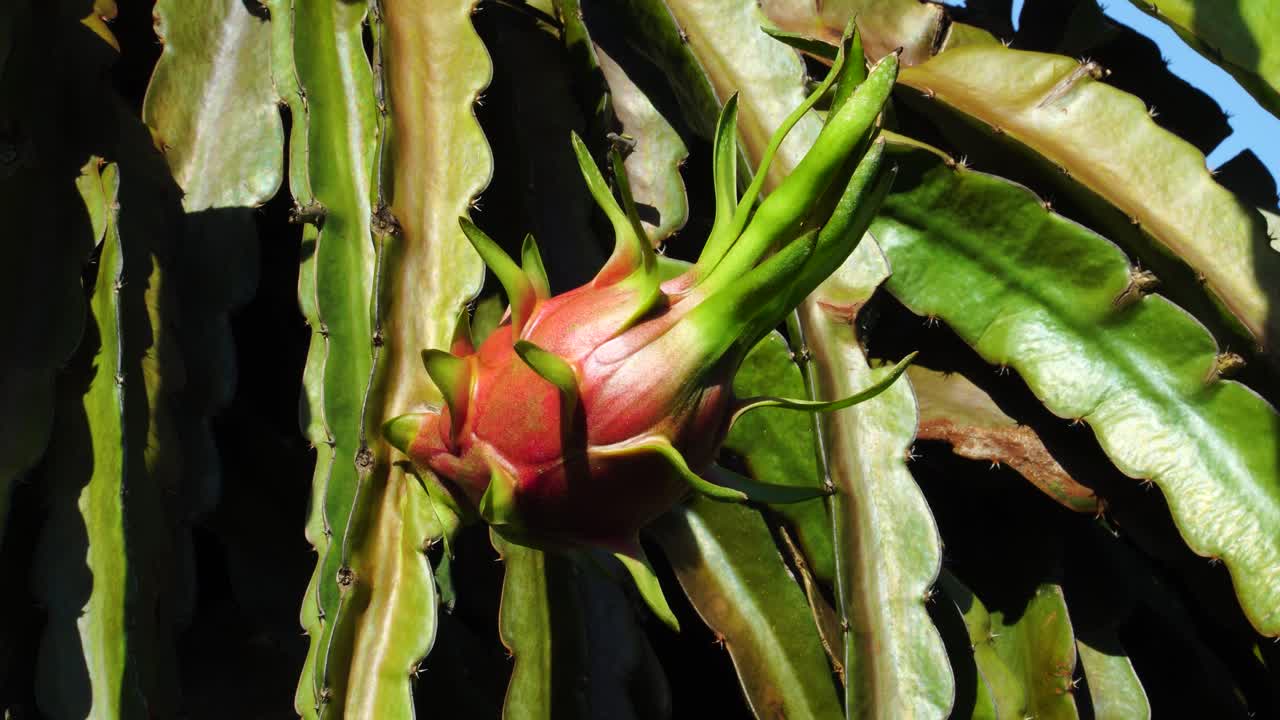 식물에 드래곤 과일