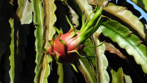 Dragon-fruit-on-plant