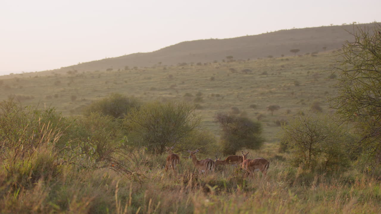 Branco di impala che pascola accanto a un arbusto all'alba