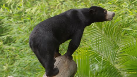 sun bear sniffing for food sources