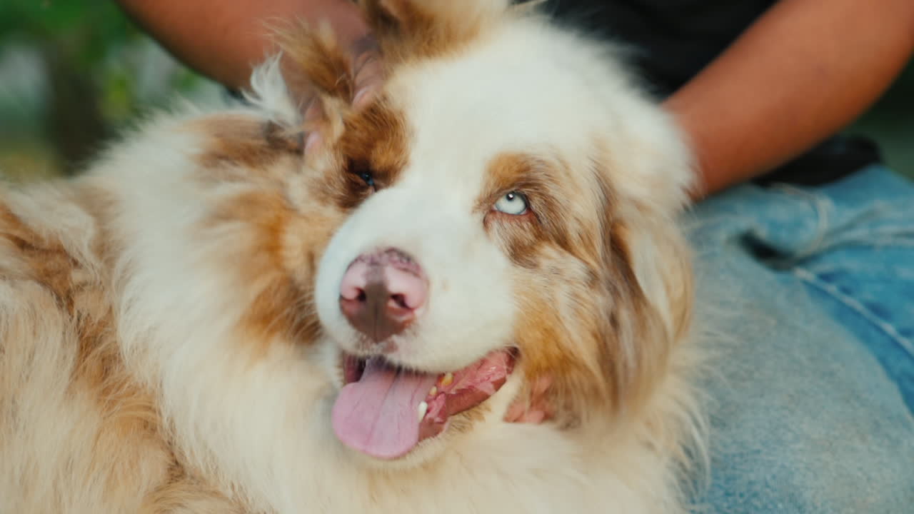 Un hombre divirtiéndose con su mascota, tira de su cabeza y orejas. Videos divertidos con animales en cámara lenta HD.