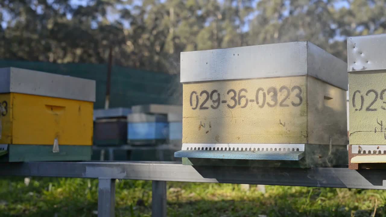 ⁇ 벌집 에서  ⁇ 벌 흡연기 를 사용하는  ⁇ 벌 키우는 사람