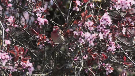 minúsculo pinzón macho rojo en victoria, columbia británica, descansando en un cerezo en flor durante la primavera