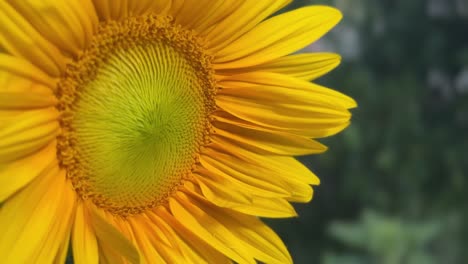 bright yellow sunflower in garden