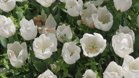 Tulipanes-Blancos-Al-Comienzo-De-La-Primavera-En-Estambul-En-Turquía