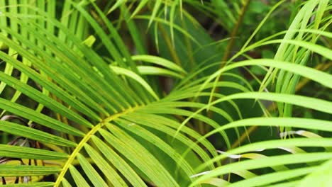 Slow-motion-close-up-shot-of-Palm-Tree-leaves-blowing-in-the-wind