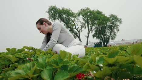 front angle of farm girl face ripping strawberries on a farm