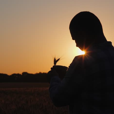 a middle-aged male farmer stands in a field looking at wheat in his hands