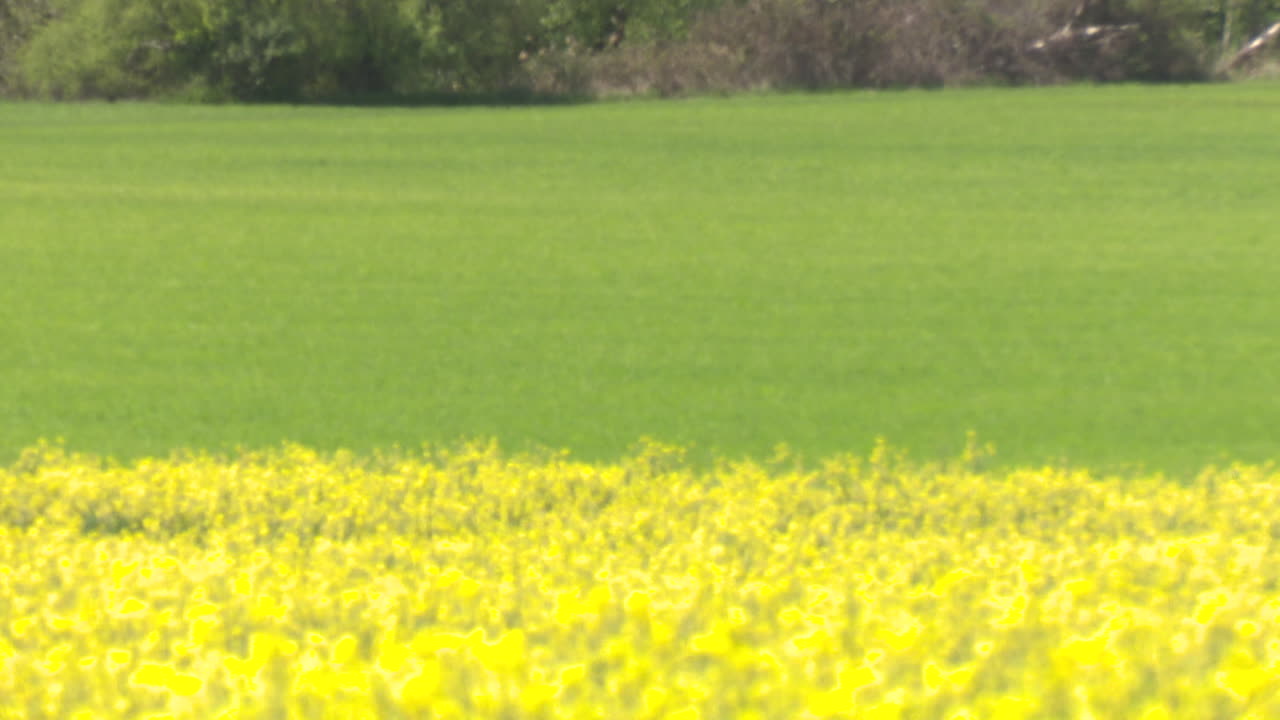 Yellow flowers field with green grass background