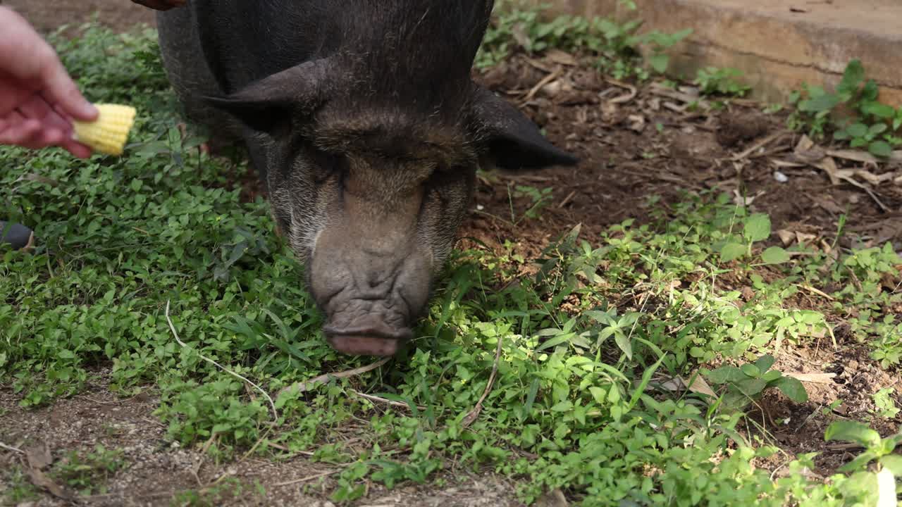 persona que alimenta a mano a un cerdo doméstico satisfecho.