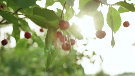 cherry tree picking ripe cherries in the orchard. close up woman hand picking fruit from cherry wood sunshine garden organic delicious harvest farm branch. fresh red summer sweet tree bright vitamins