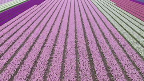 wide aerial pan of lines of purple tulips on field in the netherlands