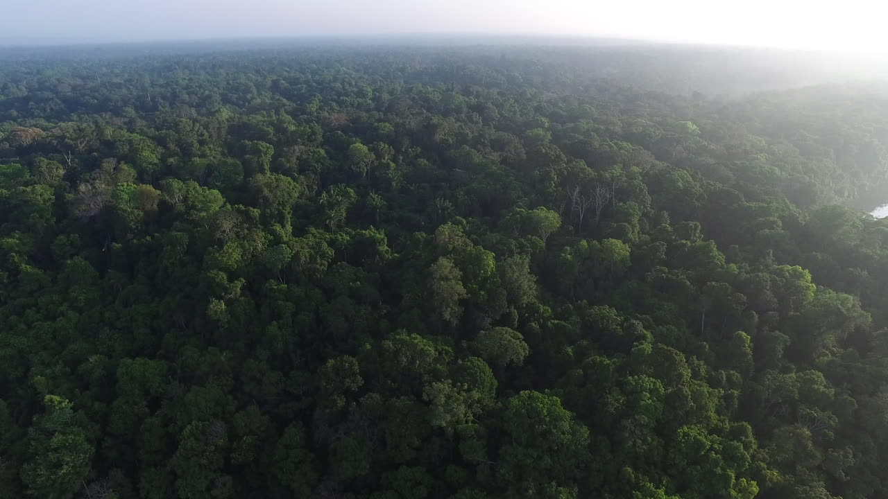 Drone flight over Pristine Rainforest
