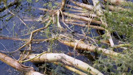 serpiente no venenosa con orejas amarillas nada en un estanque cubierto de vegetación, en busca de presa