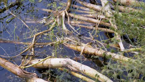 non venomous snake with yellow ears swims in an overgrown pond, looking for prey