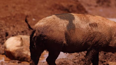 pig enjoys a mud bath in a natural setting