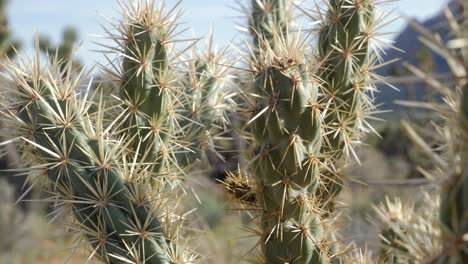 Slow-motion-close-up-shot-of-cactus-in-Red-Rock-Canyon-National-Conservation-Area-in-Nevada,-USA