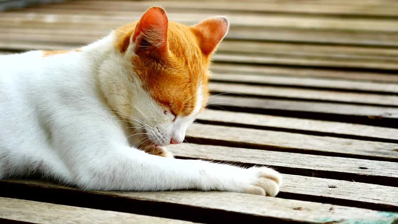 Baby cat licking Paws and fur to cleanning.