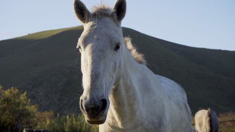 cerca de la pista en la cara de un hermoso caballo blanco en el amanecer