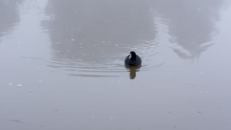 Australischer-Blässhuhn,-Der-In-Einem-Fluss-Paddelt