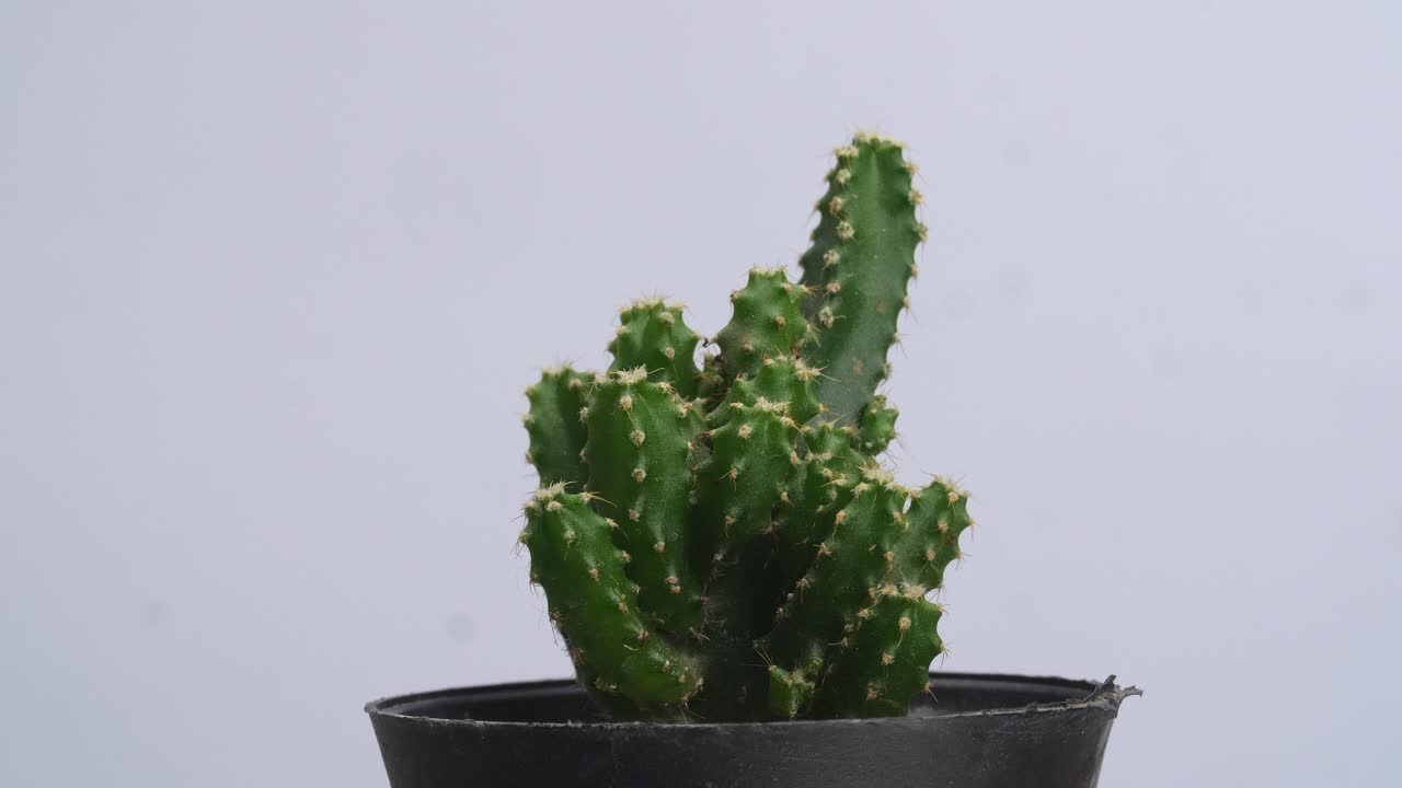 Cactus 'Castello delle Fate' che ruota su se stesso su sfondo bianco