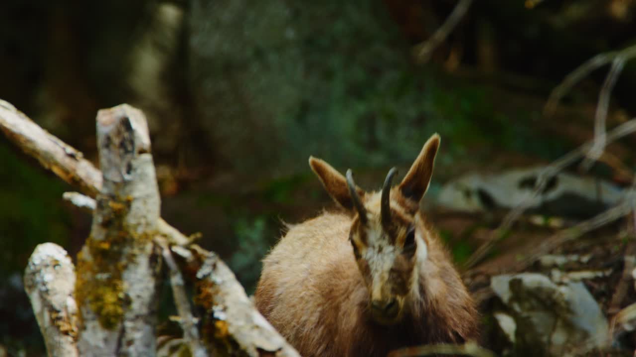 A chamois is intrigued and walks up to the camera