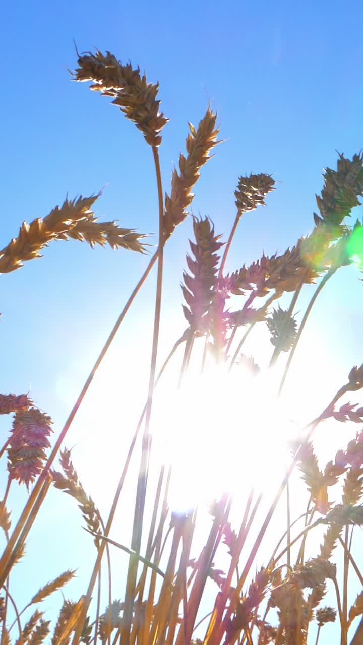 Golden wheat stalks silhouetted against a bright blue sky with sunlight creating a vibrant atmosphere