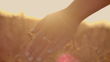 orejas de trigo en la mano de la mujer. campo al atardecer o al amanecer. cosecha. concepto