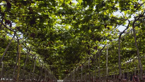 low angle dolly shot of a grape vine canopy on a vineyard in brazil