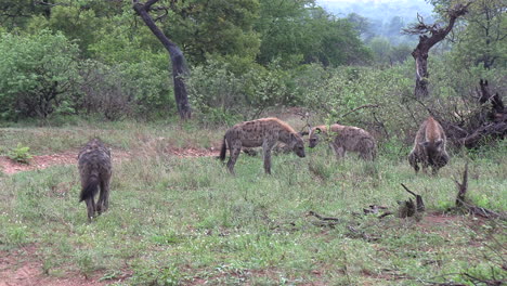 a hyena clan waits in the savannah near a lion carcass