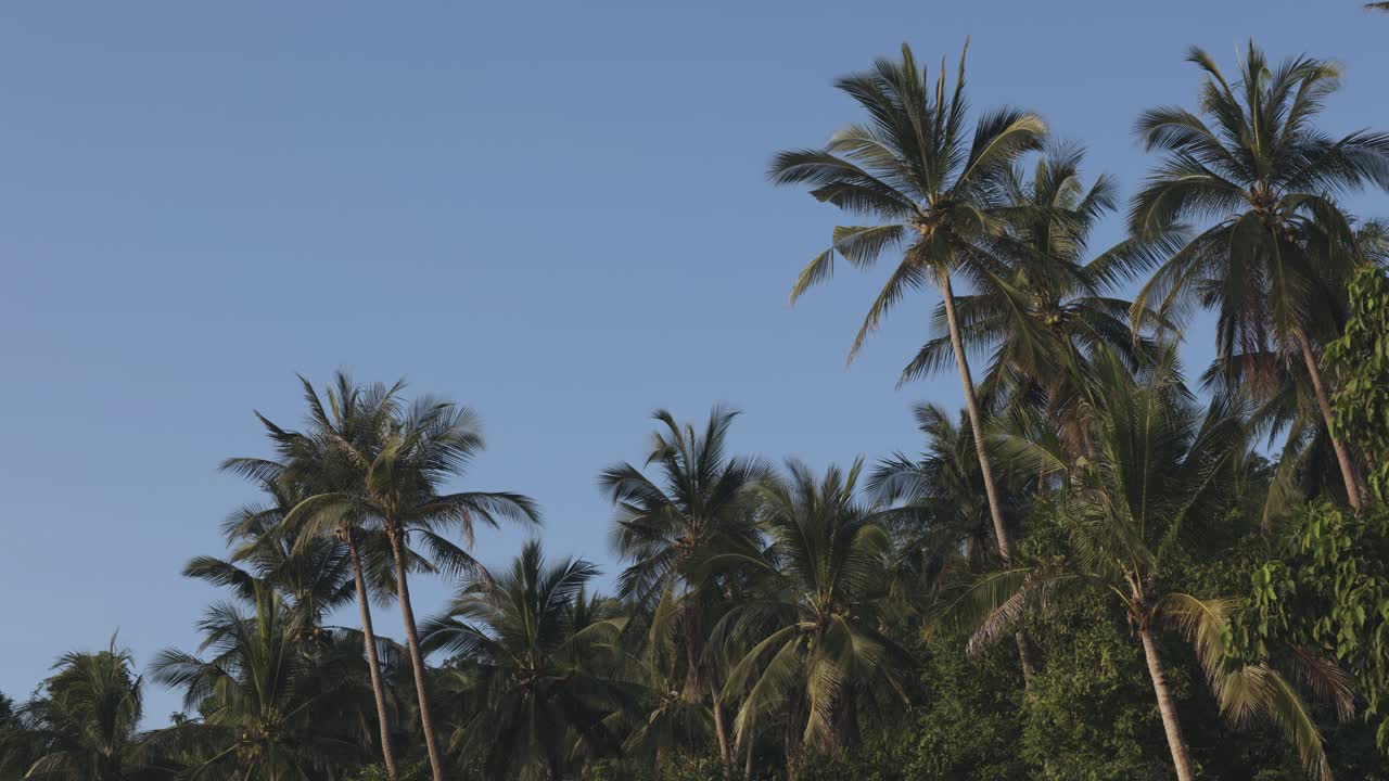Coqueiros em Koh Samui