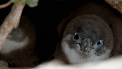 two adorable fluffy cape penguins in their burrow, close up view