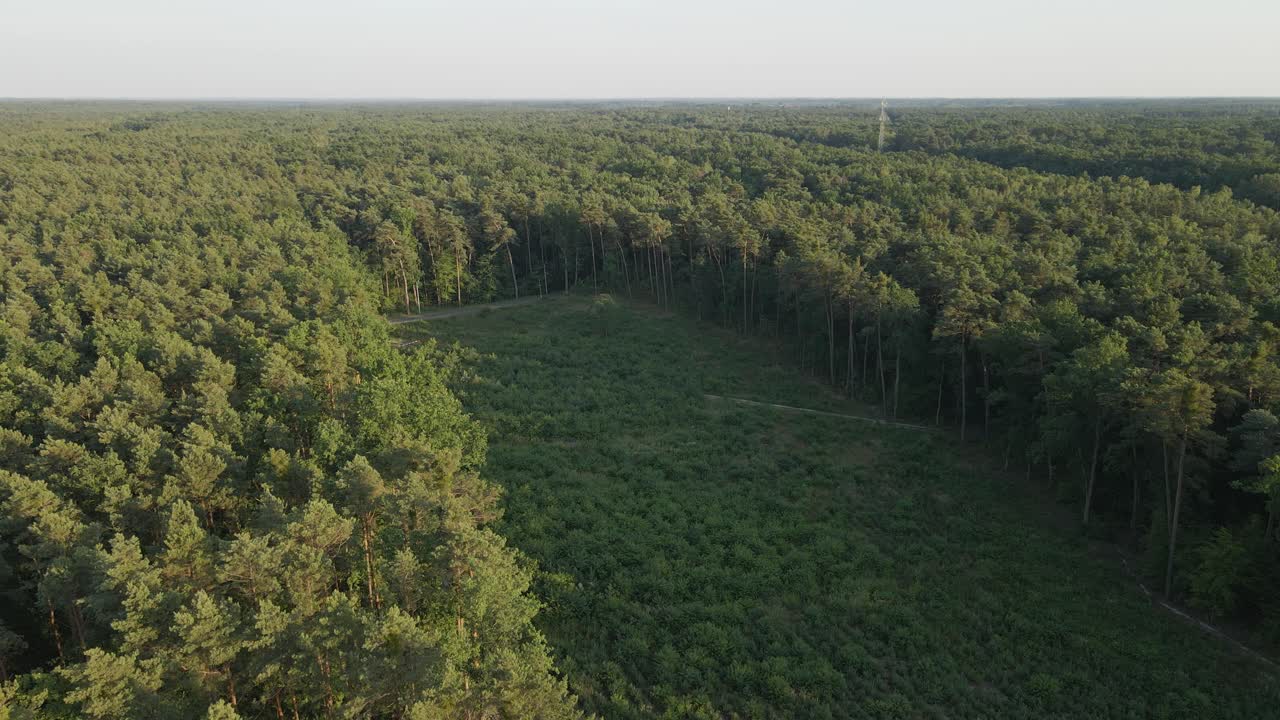 vista aérea de la deforestación, la reducción de las extensiones forestales y la plantación de nuevos árboles para el futuro