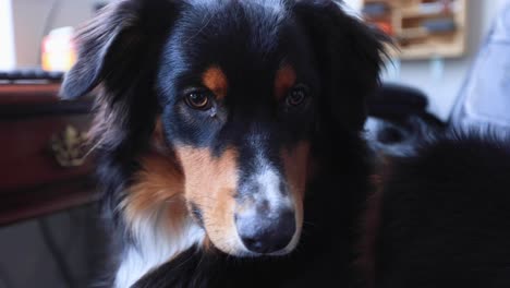 australian shepherd sitting in an office chair