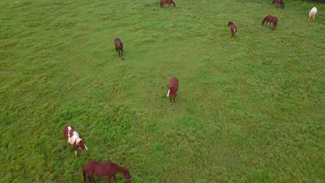 Vista-Aérea-De-Caballos-Pastando-En-Un-Pasto-Junto-Al-Parque-Estatal-Malaekahana.