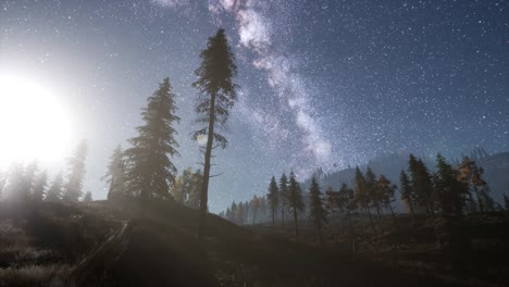 milky way stars above pine trees forest