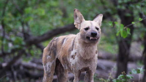 Afrikanischer-Wildwolf-Gähnt-Im-Wald