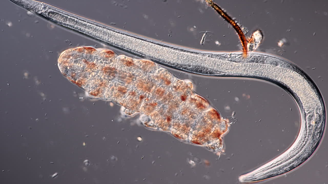 Microscopic View of a Nematode and a Tardigrade-like Organism