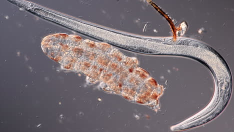 microscopic view of a nematode and a tardigrade-like organism