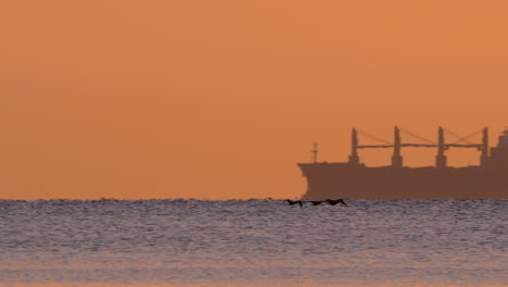 seagulls glide low over gentle waves near the shore of gdynia orłowo during a soft, golden morning sunrise