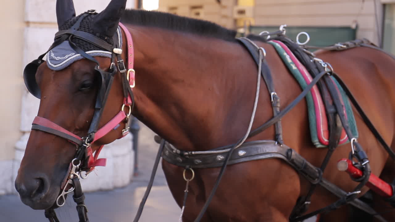 Un cavallo che indossa una bardatura