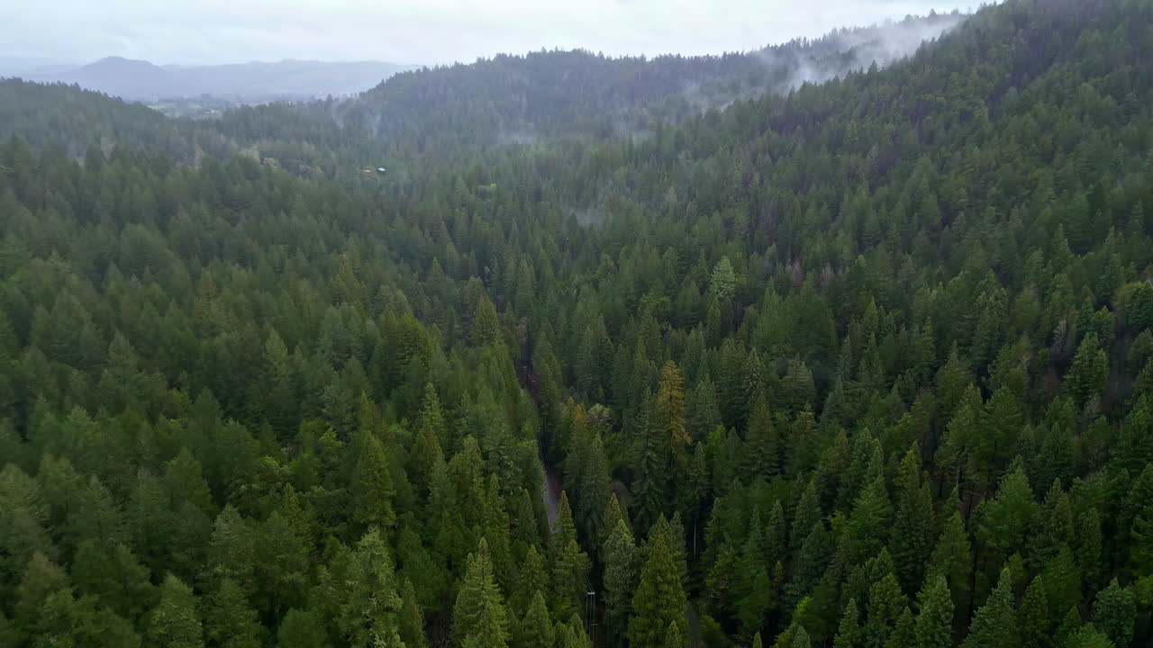 Ripresa aerea di una fitta pineta e natura con nuvole basse e colline nel paesaggio