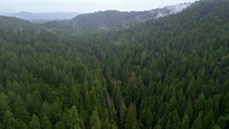 aerial shot of a thick pine forest and nature with low clouds and hills in the landscape