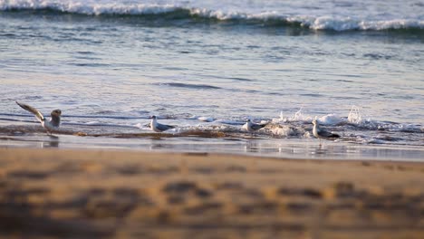 seagulls standing in ocean water on beach shore in european beaches