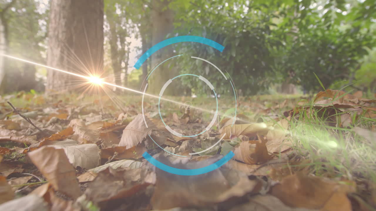 Sunlight shining through trees with digital target animation over forest floor