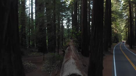 avenue of the giants redwood forest