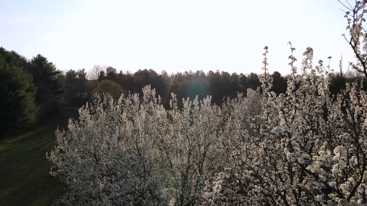 Eccellente vista aerea che si muove sopra gli alberi di ciliegio in un parco a Bethesda, Maryland