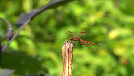 gran skimmer de petardo de libélula roja aterrizó en una ramita seca con un hermoso fondo verde