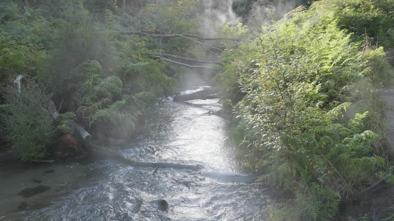 Steam coming from a hot geothermal creek in a forest at Kerosene Creek, Rotorua, New Zealand.
