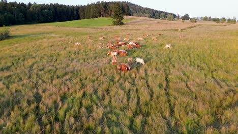 Eine-Filmische-Ansicht-Der-Drohne,-Wie-Sie-Eine-Herde-Kühe-Einfängt-Und-Sich-Auf-Dem-Land-Von-Ihnen-Entfernt